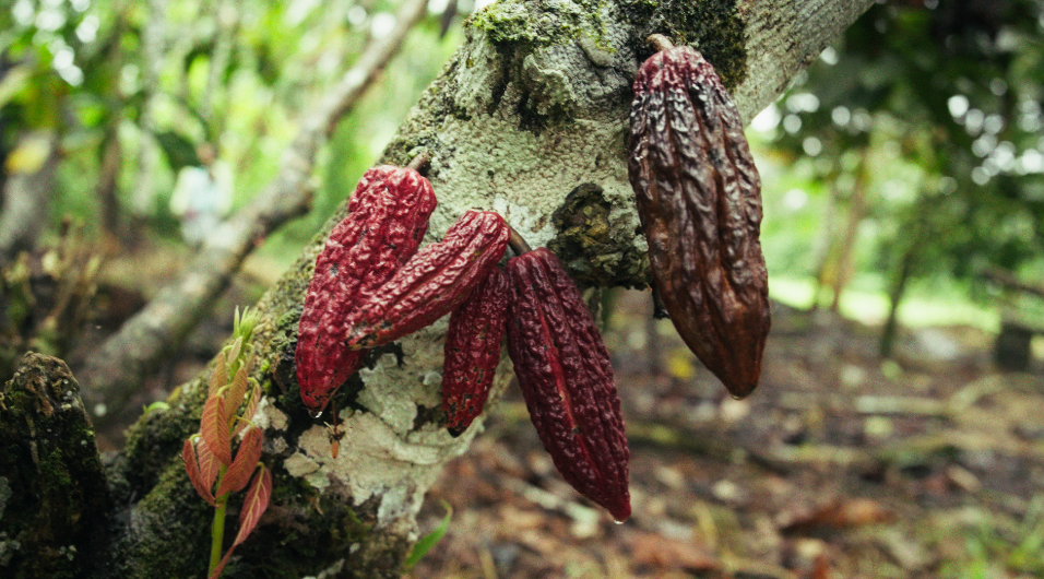 Cacao en el árbol